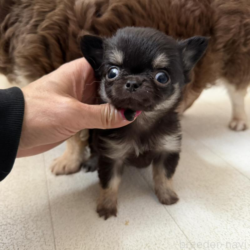 販売中の東京都のチワワ(ロングコート)-450149の4枚目