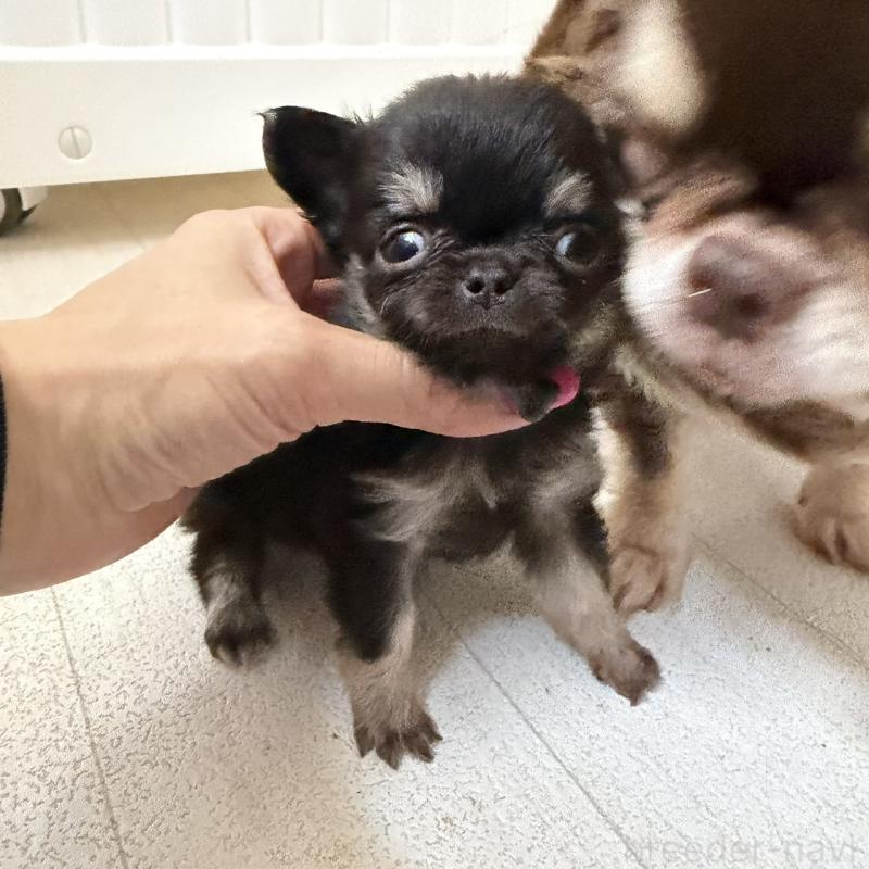 販売中の東京都のチワワ(ロングコート)-450149の1枚目