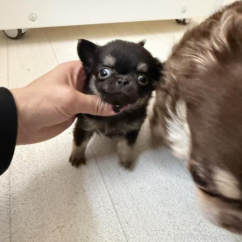 販売中の東京都のチワワ(ロングコート)-450149の3枚目