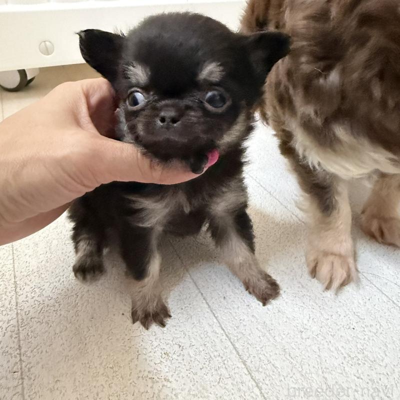 販売中の東京都のチワワ(ロングコート)-450149の2枚目