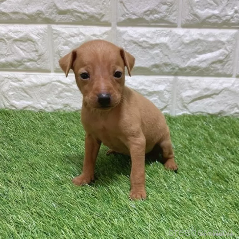 販売中の愛知県のミニチュアピンシャー(ミニピン)-450152の1枚目