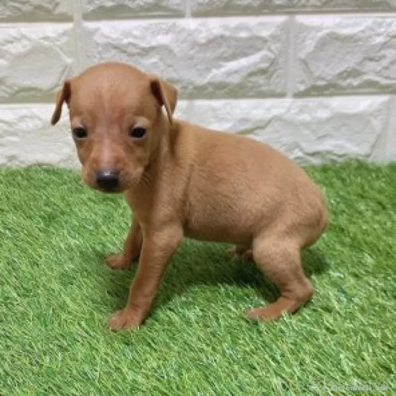 販売中の愛知県のミニチュアピンシャー(ミニピン)-450152の5枚目