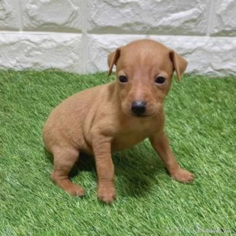 販売中の愛知県のミニチュアピンシャー(ミニピン)-450152の4枚目