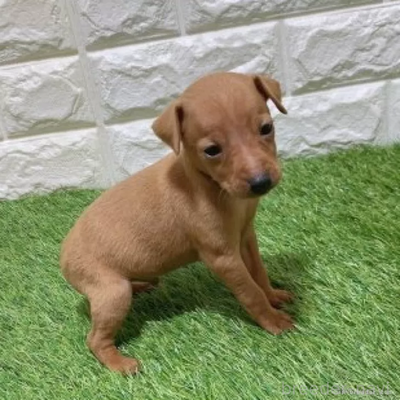 販売中の愛知県のミニチュアピンシャー(ミニピン)-450152の3枚目