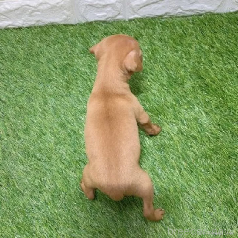 販売中の愛知県のミニチュアピンシャー(ミニピン)-450152の2枚目