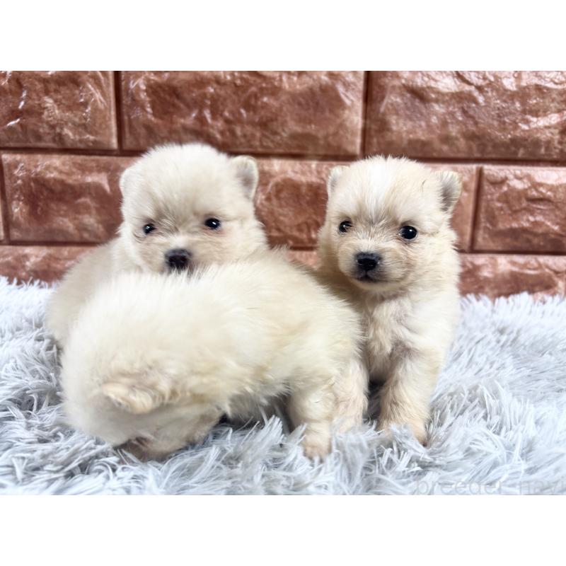 販売中の沖縄県のポメラニアン-450153の3枚目