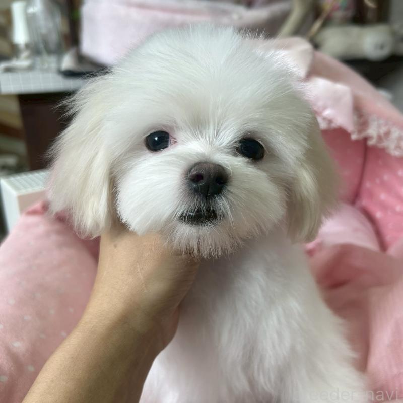 販売中の大阪府のマルチーズ-450156の9枚目