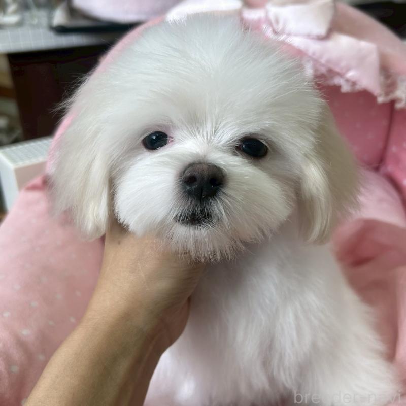 販売中の大阪府のマルチーズ-450156の8枚目