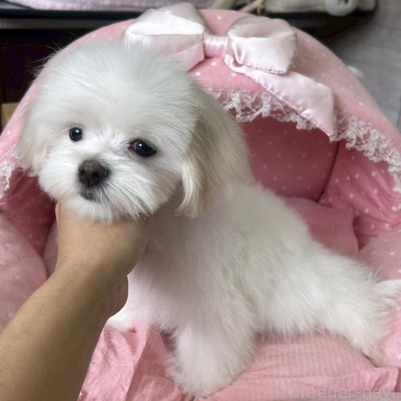 販売中の大阪府のマルチーズ-450156の7枚目