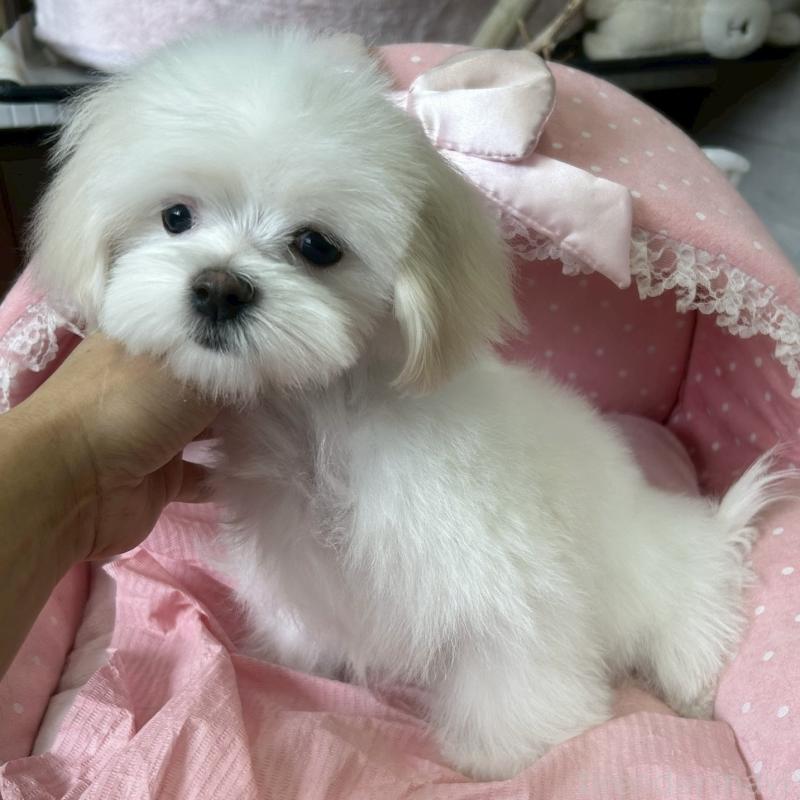 販売中の大阪府のマルチーズ-450156の6枚目