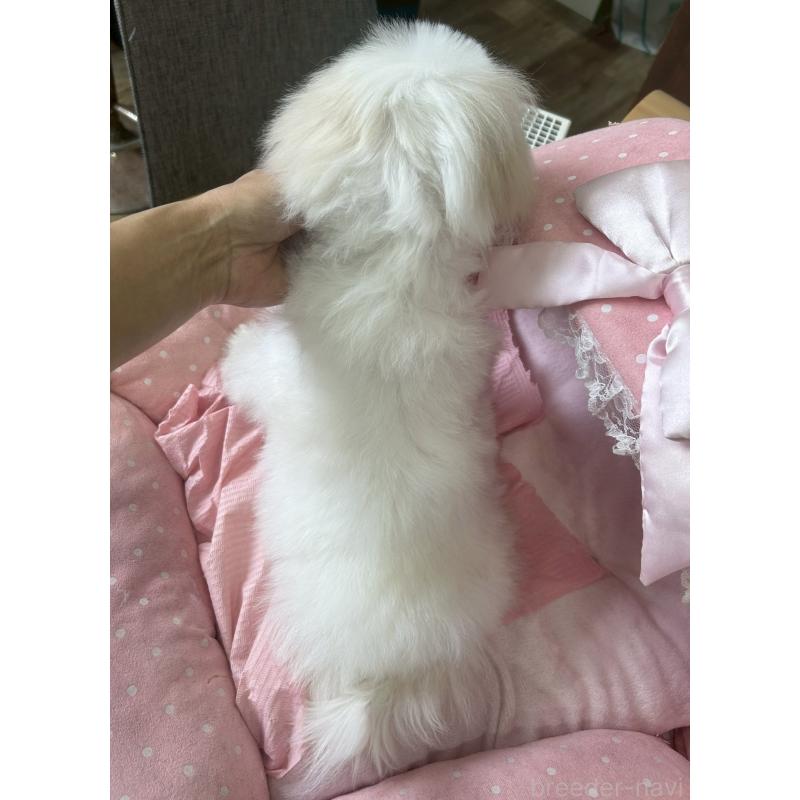 販売中の大阪府のマルチーズ-450156の5枚目