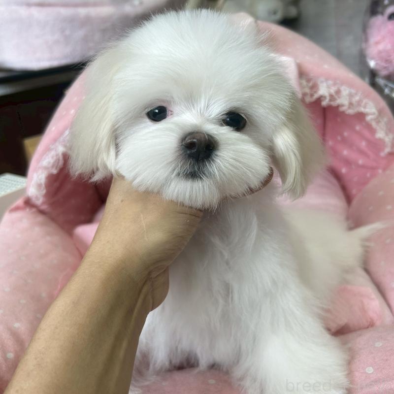 販売中の大阪府のマルチーズ-450156の4枚目