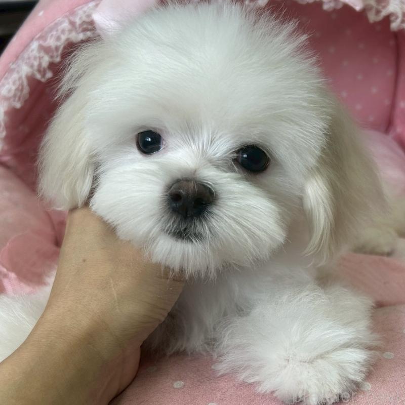 販売中の大阪府のマルチーズ-450156の3枚目