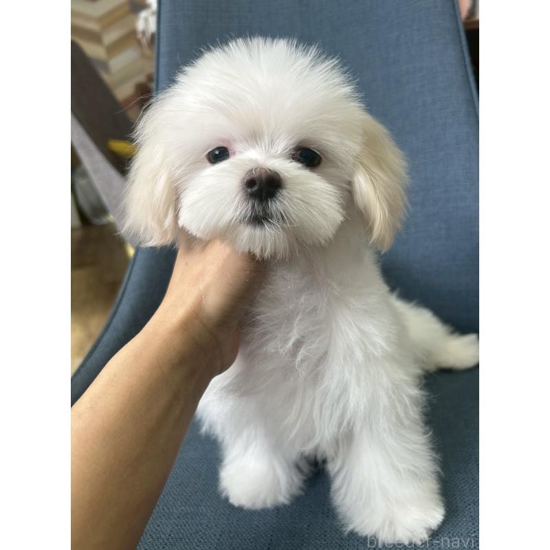 販売中の大阪府のマルチーズ-450156の2枚目