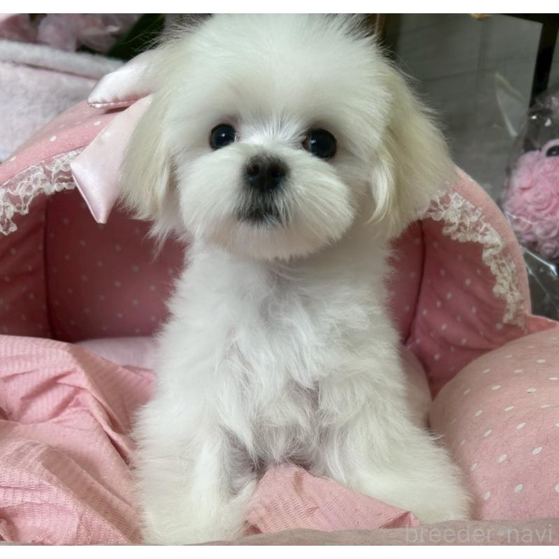 販売中の大阪府のマルチーズ-450156の1枚目