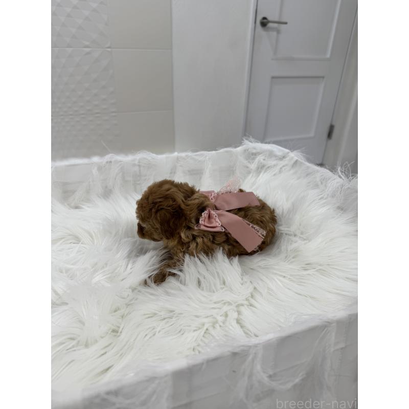 販売中の山梨県のティーカッププードル-450159の9枚目