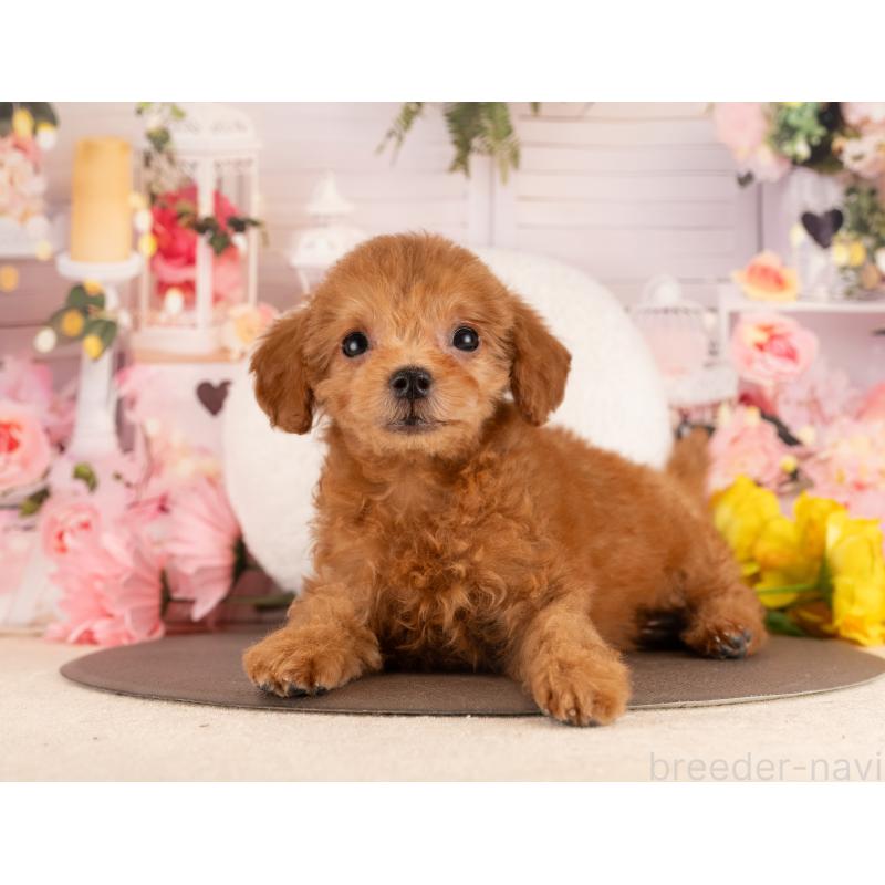 販売中の愛知県のトイプードル-450158の5枚目