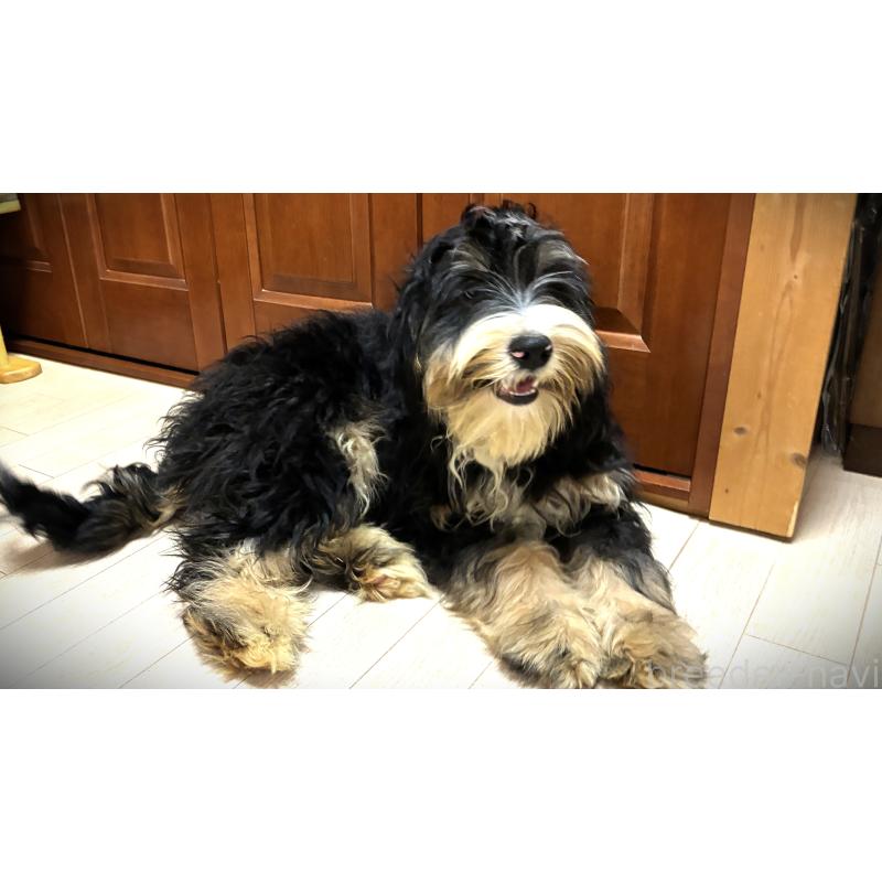 販売中の茨城県のミックス犬-450160の1枚目