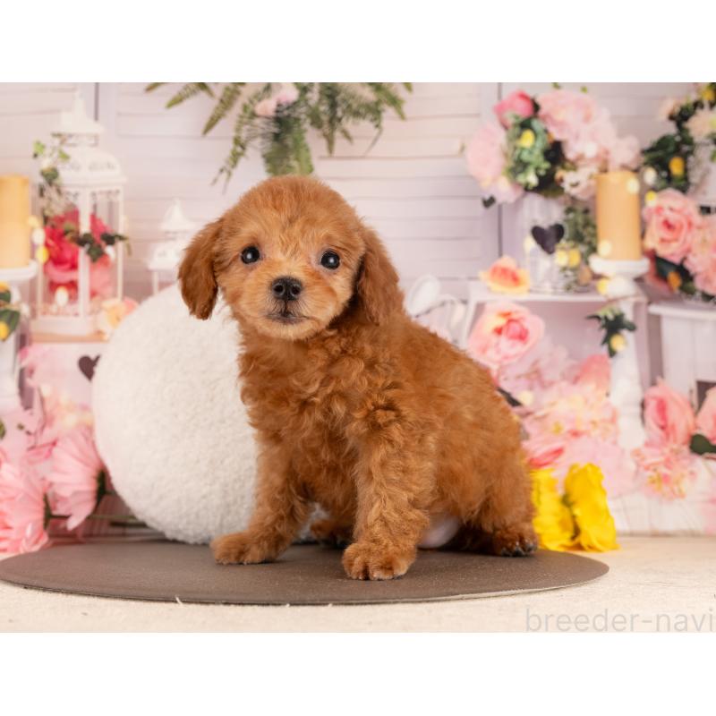 販売中の愛知県のトイプードル-450158の3枚目