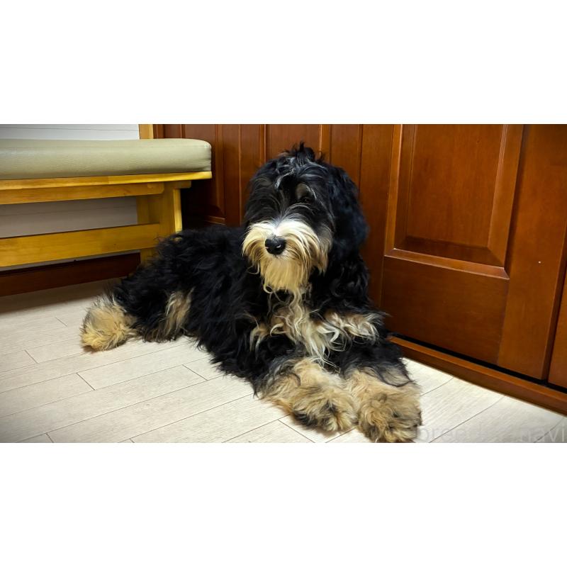 販売中の茨城県のミックス犬-450160の2枚目