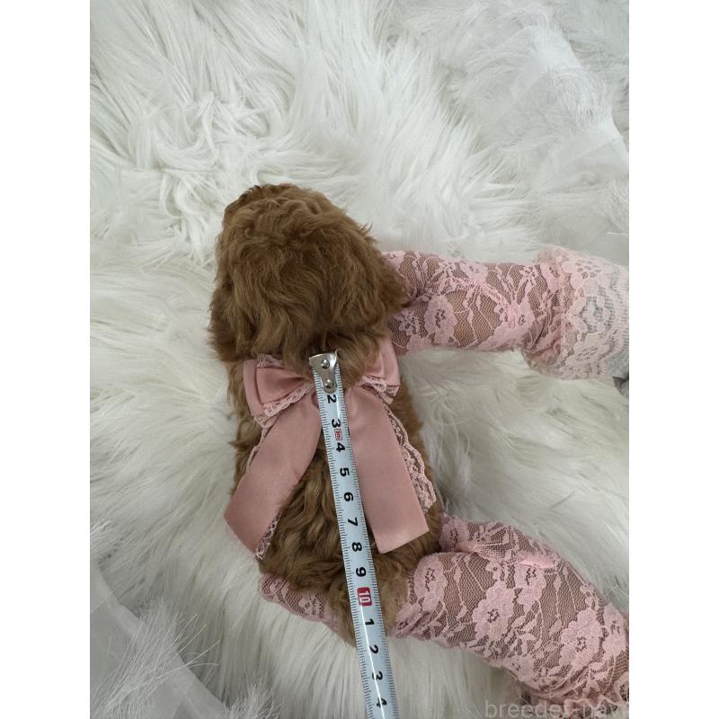 販売中の山梨県のティーカッププードル-450159の8枚目