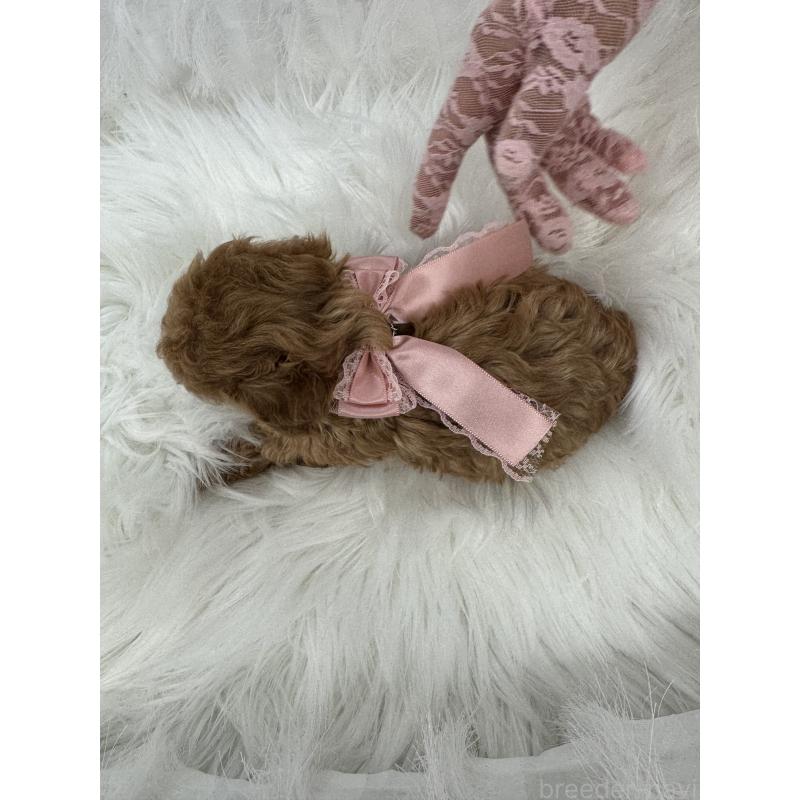 販売中の山梨県のティーカッププードル-450159の7枚目