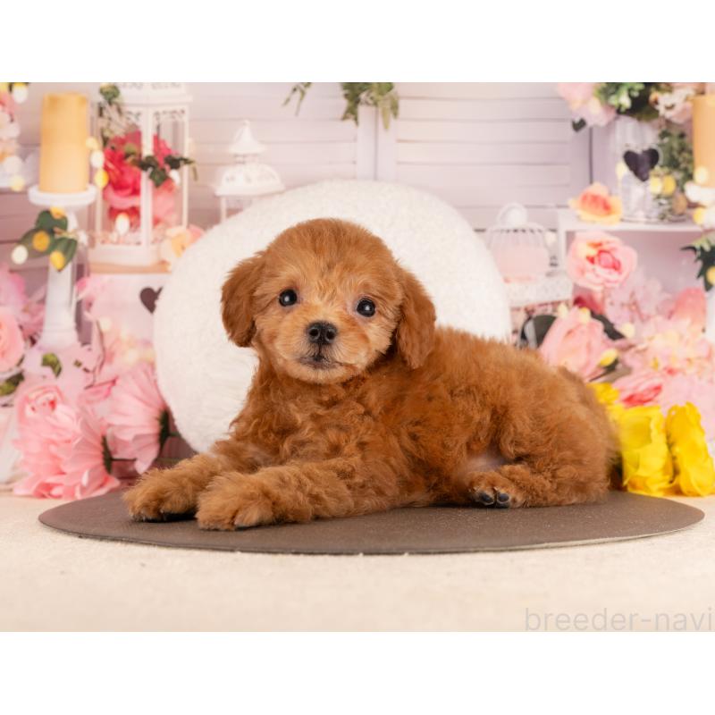 販売中の愛知県のトイプードル-450158の2枚目