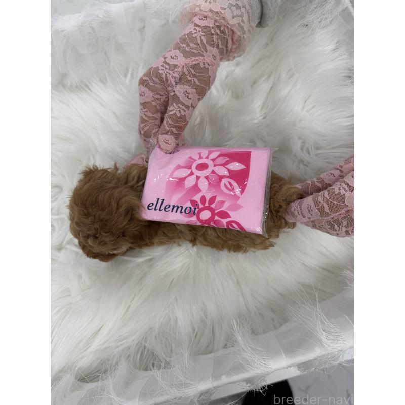 販売中の山梨県のティーカッププードル-450159の6枚目