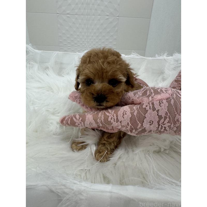 販売中の山梨県のティーカッププードル-450159の5枚目