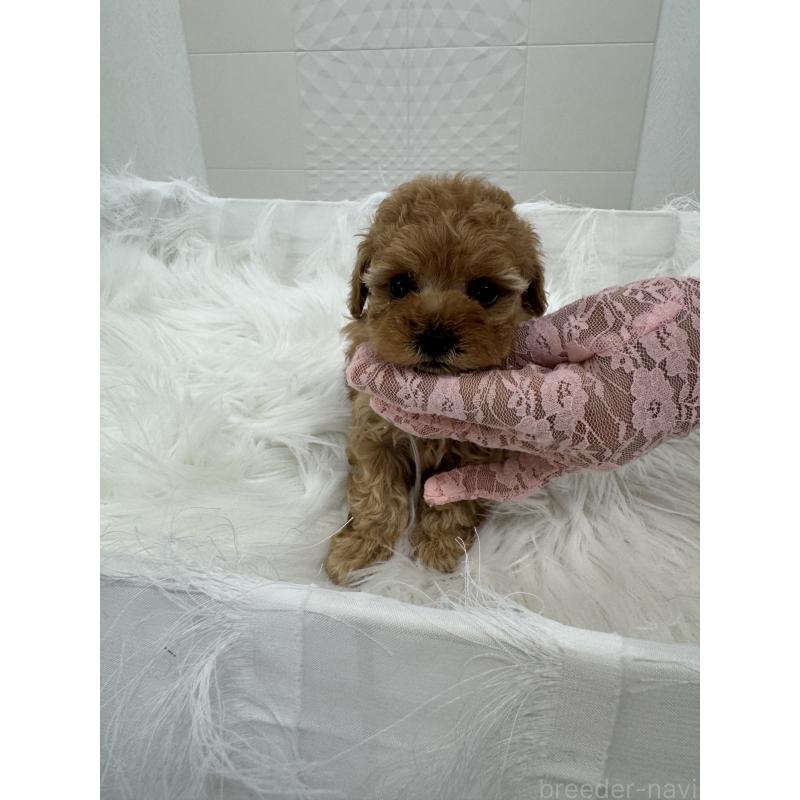 販売中の山梨県のティーカッププードル-450159の4枚目