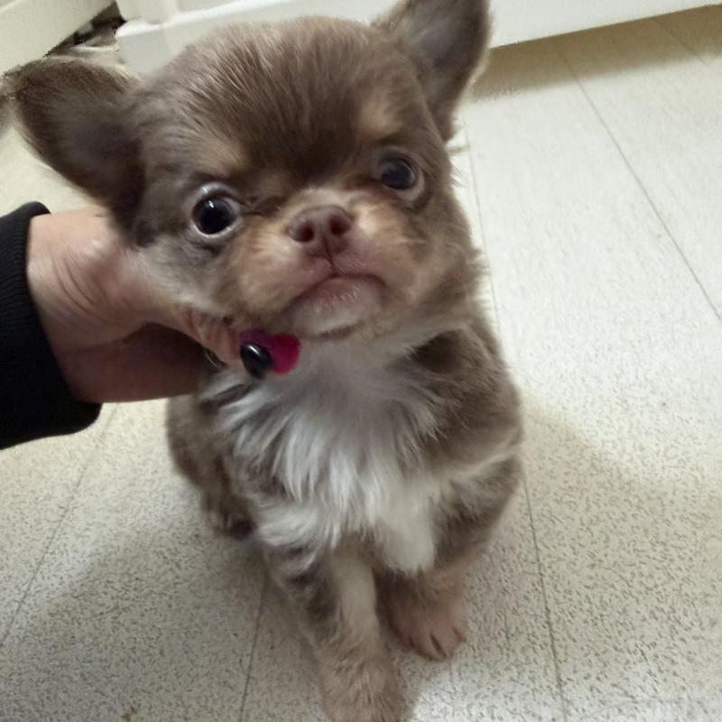 販売中の東京都のチワワ(ロングコート)-450157の4枚目