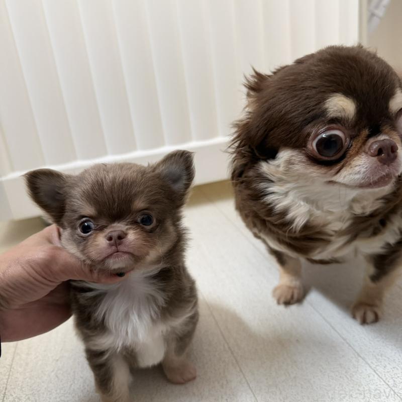 販売中の東京都のチワワ(ロングコート)-450157の3枚目