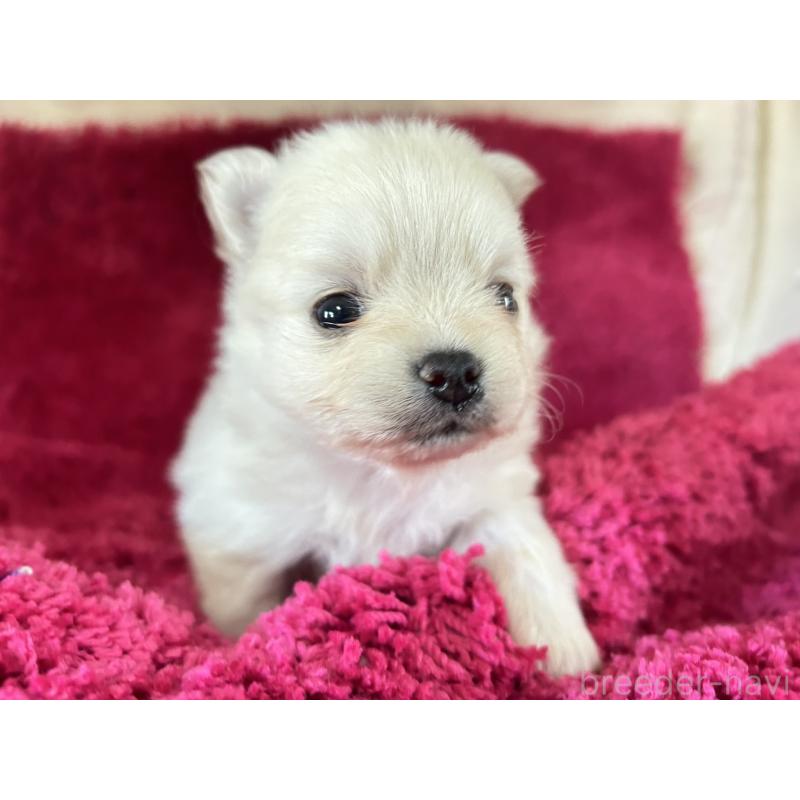 販売中の京都府のポメチワ:ポメラニアン×チワワ-450161の1枚目