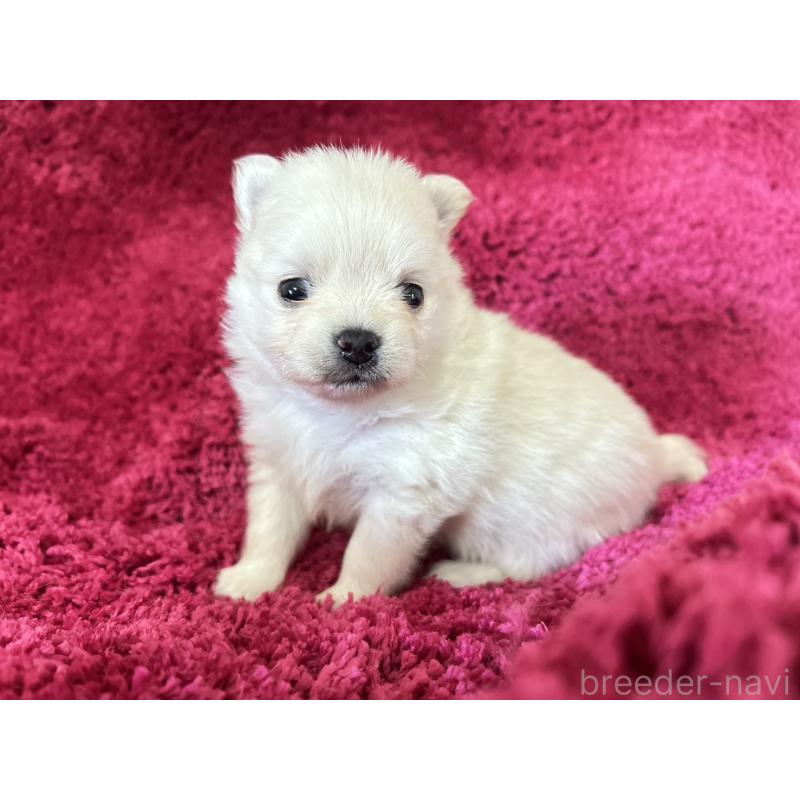 販売中の京都府のポメチワ:ポメラニアン×チワワ-450161の5枚目