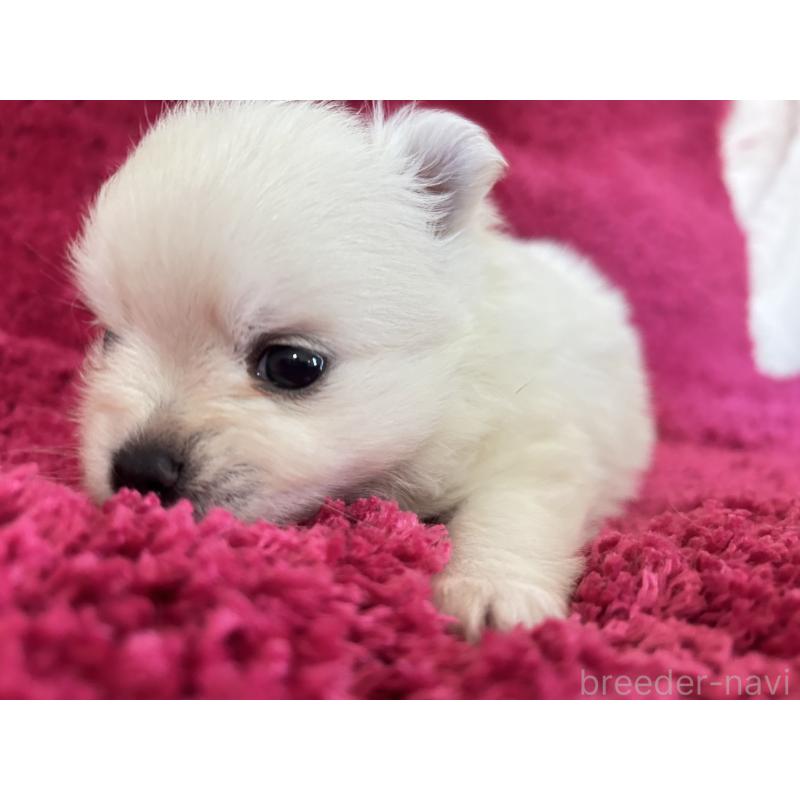 販売中の京都府のポメチワ:ポメラニアン×チワワ-450161の4枚目