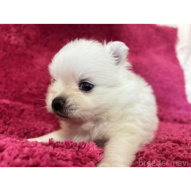 販売中の京都府のポメチワ:ポメラニアン×チワワ-450161の3枚目