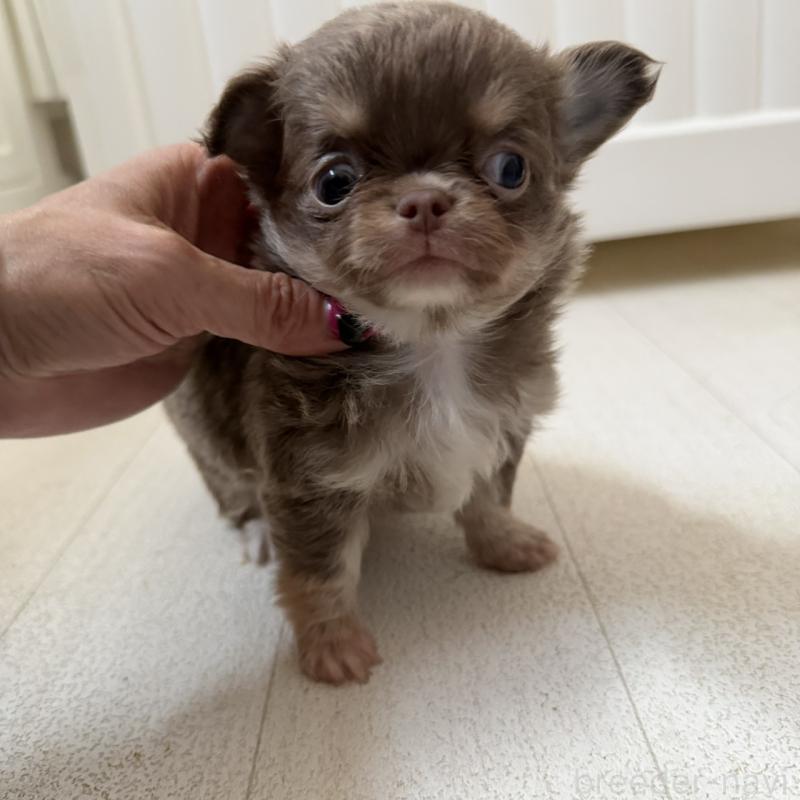 販売中の東京都のチワワ(ロングコート)-450162の4枚目