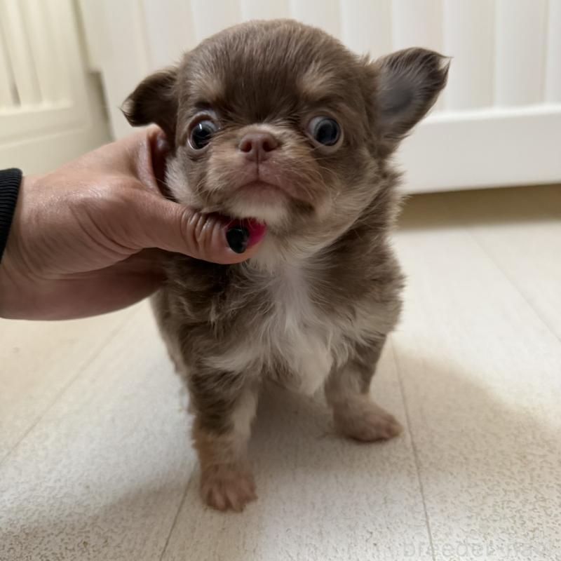 販売中の東京都のチワワ(ロングコート)-450162の3枚目