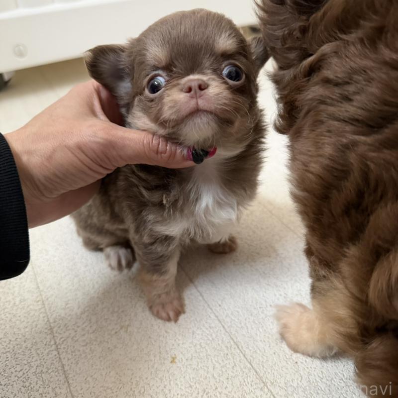 販売中の東京都のチワワ(ロングコート)-450162