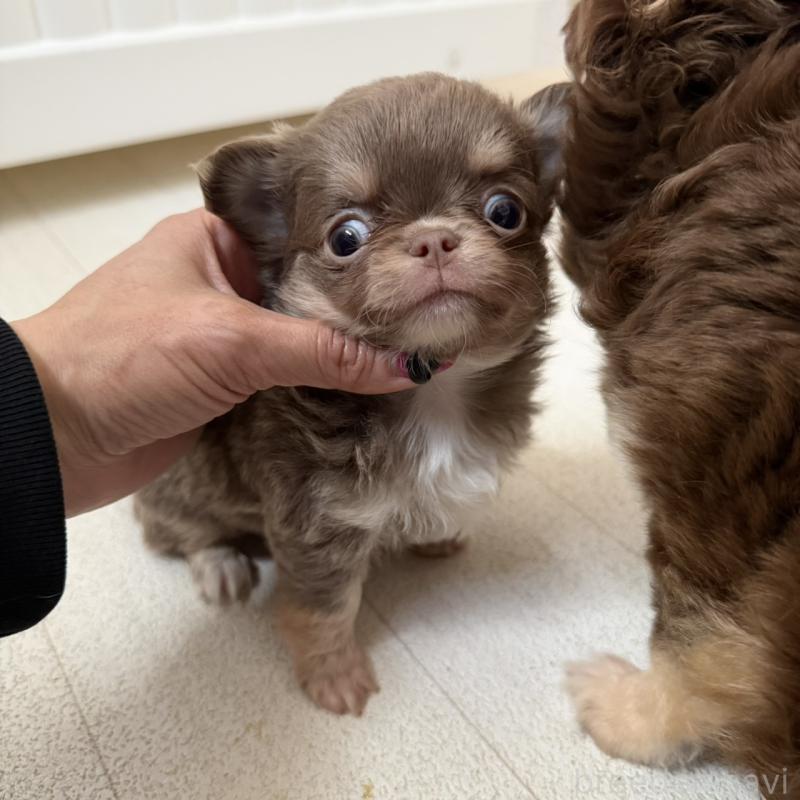 販売中の東京都のチワワ(ロングコート)-450162の2枚目