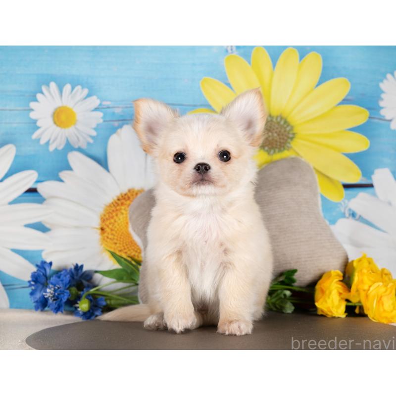 販売中の愛知県のチワワ(ロングコート)-450165の5枚目