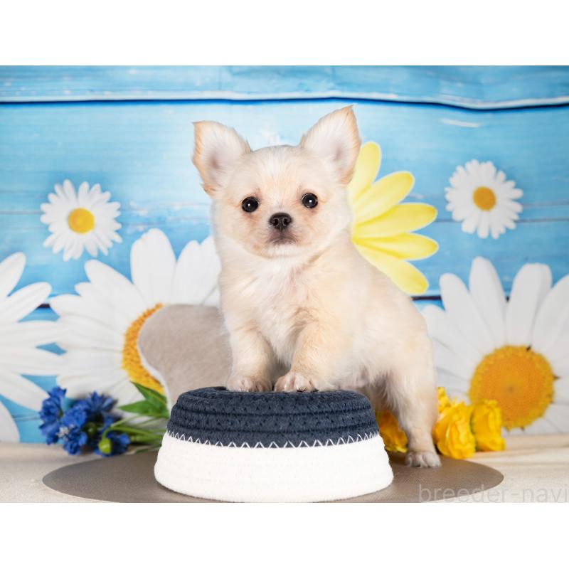 販売中の愛知県のチワワ(ロングコート)-450165の4枚目