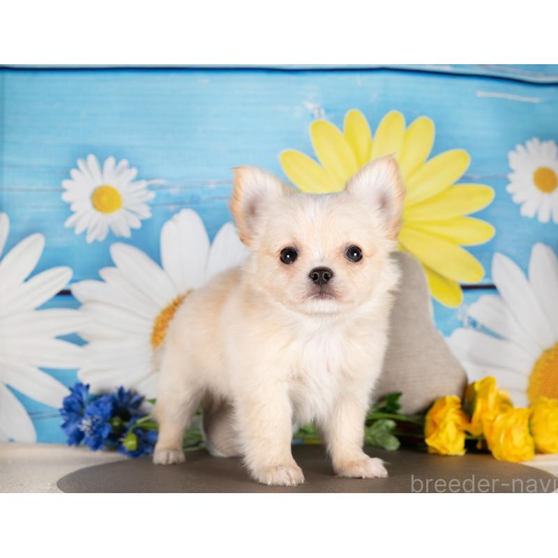 販売中の愛知県のチワワ(ロングコート)-450165の3枚目