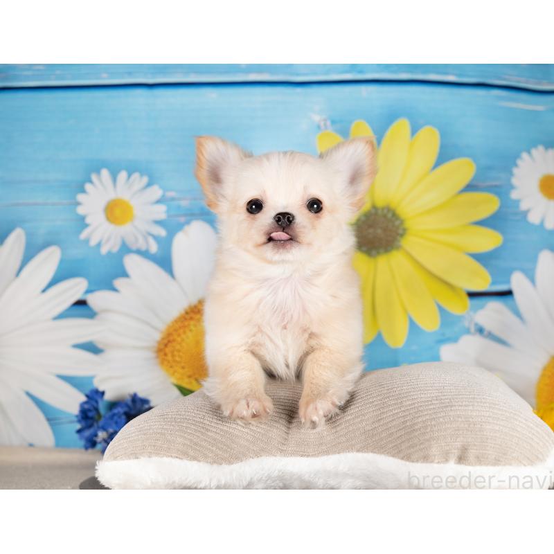 販売中の愛知県のチワワ(ロングコート)-450165の2枚目