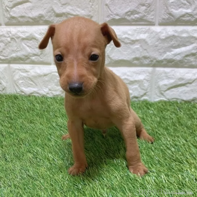 販売中の愛知県のミニチュアピンシャー(ミニピン)-450164