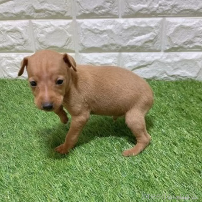 販売中の愛知県のミニチュアピンシャー(ミニピン)-450164の5枚目