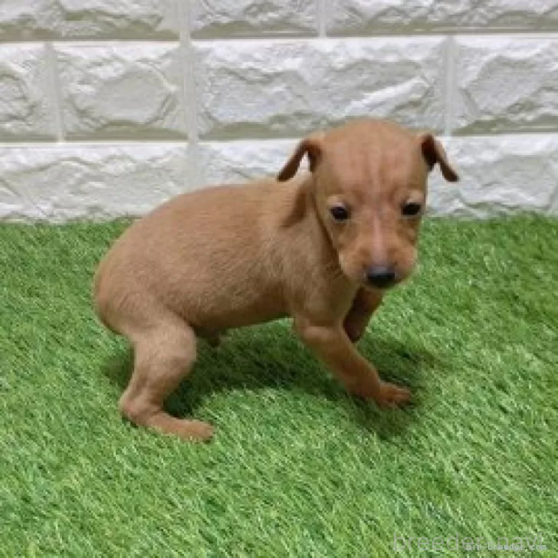 販売中の愛知県のミニチュアピンシャー(ミニピン)-450164の4枚目