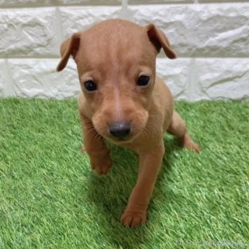 販売中の愛知県のミニチュアピンシャー(ミニピン)-450164の3枚目