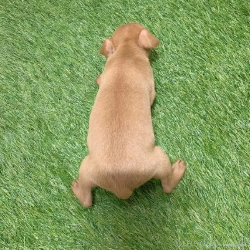 販売中の愛知県のミニチュアピンシャー(ミニピン)-450164の2枚目