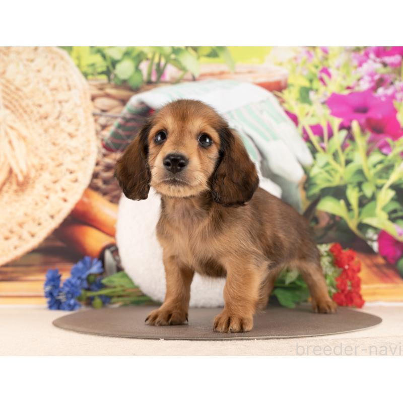 販売中の愛知県のミニチュアダックスフンド(ロングヘアード)-450167の5枚目